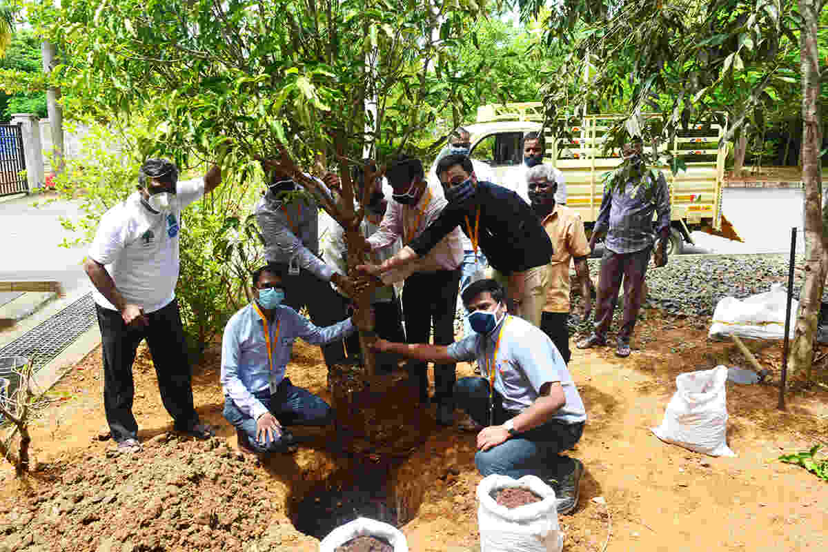 Tree Plantation CSR 5